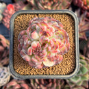 succulenty262.jpeg