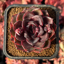 succulenty263.jpeg
