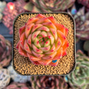 succulenty264.jpeg