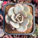 succulenty266.jpeg