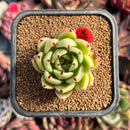 succulenty268.jpeg