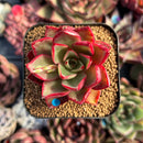 succulenty269.jpeg