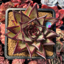 succulenty26.jpeg