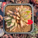 succulenty270.jpeg