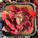 succulenty27.jpeg