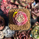 succulenty280.jpeg