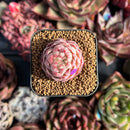 succulenty281.jpeg