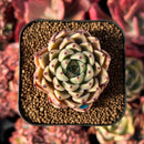 succulenty282.jpeg