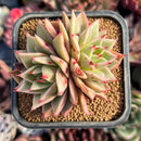 succulenty283.jpeg