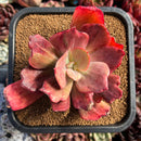 succulenty28.jpeg