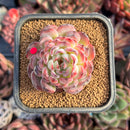 succulenty290.jpeg