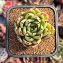 succulenty293.jpeg