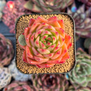 succulenty294.jpeg