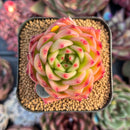 succulenty295.jpeg