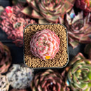 succulenty299.jpeg