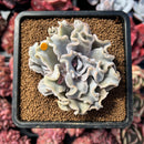 succulenty29.jpeg