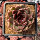 succulenty2.jpeg