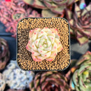 succulenty302.jpeg