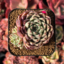 succulenty303.jpeg