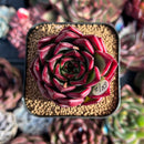succulenty304.jpeg