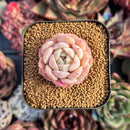 succulenty305.jpeg