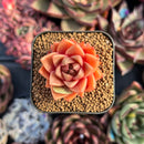 succulenty308.jpeg