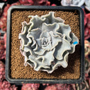 succulenty30.jpeg