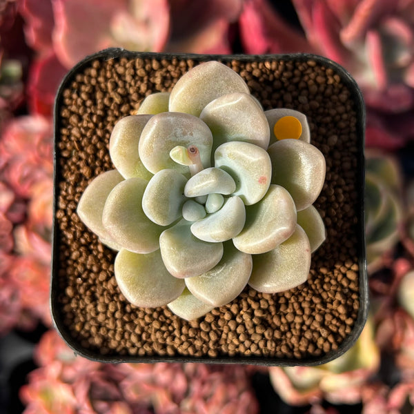 bubble succulent Graptoveria 'Bubble Bomb' 1