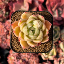 succulenty312.jpeg