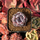 succulenty313.jpeg