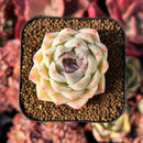 succulenty314.jpeg