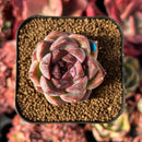 succulenty315.jpeg