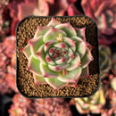 succulenty319.jpeg