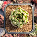 succulenty322.jpeg