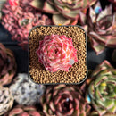succulenty324.jpeg