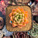 succulenty325.jpeg