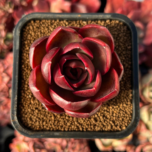 collection of succulents Succulents main image 1