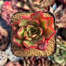 succulenty330.jpeg