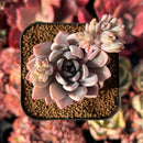succulenty331.jpeg