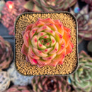 succulenty333.jpeg