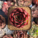 succulenty334.jpeg
