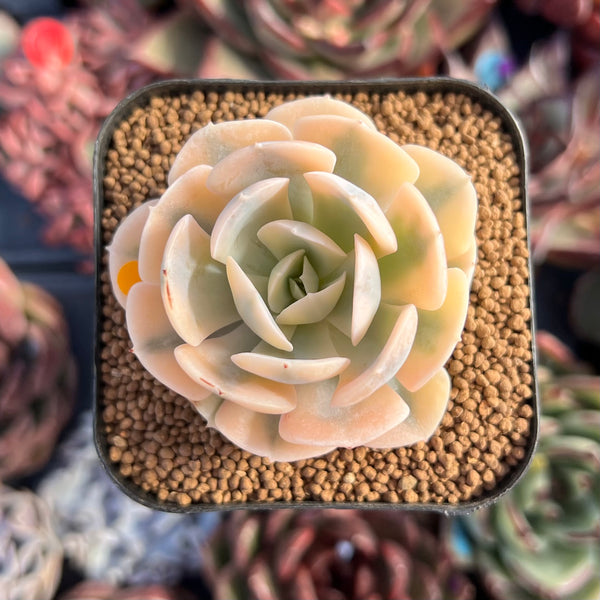 Echeveria Runyonii Variegated