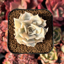 succulenty339.jpeg