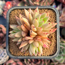 succulenty340.jpeg