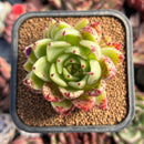 succulenty342.jpeg