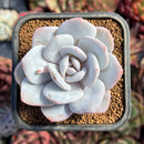 succulenty343.jpeg