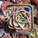 succulenty346.jpeg