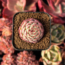 succulenty348.jpeg