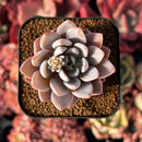 succulenty349.jpeg