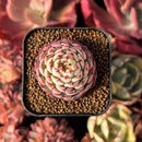 succulenty353.jpeg